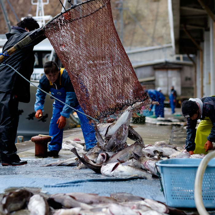 青森の鱈漁